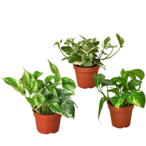 3 Pothos Variety Pack / 4" Pot / Live Plant / Home and Garden Plants