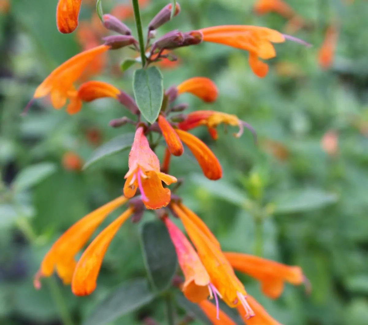 Agastache aurantiaca - Navajo Sunset