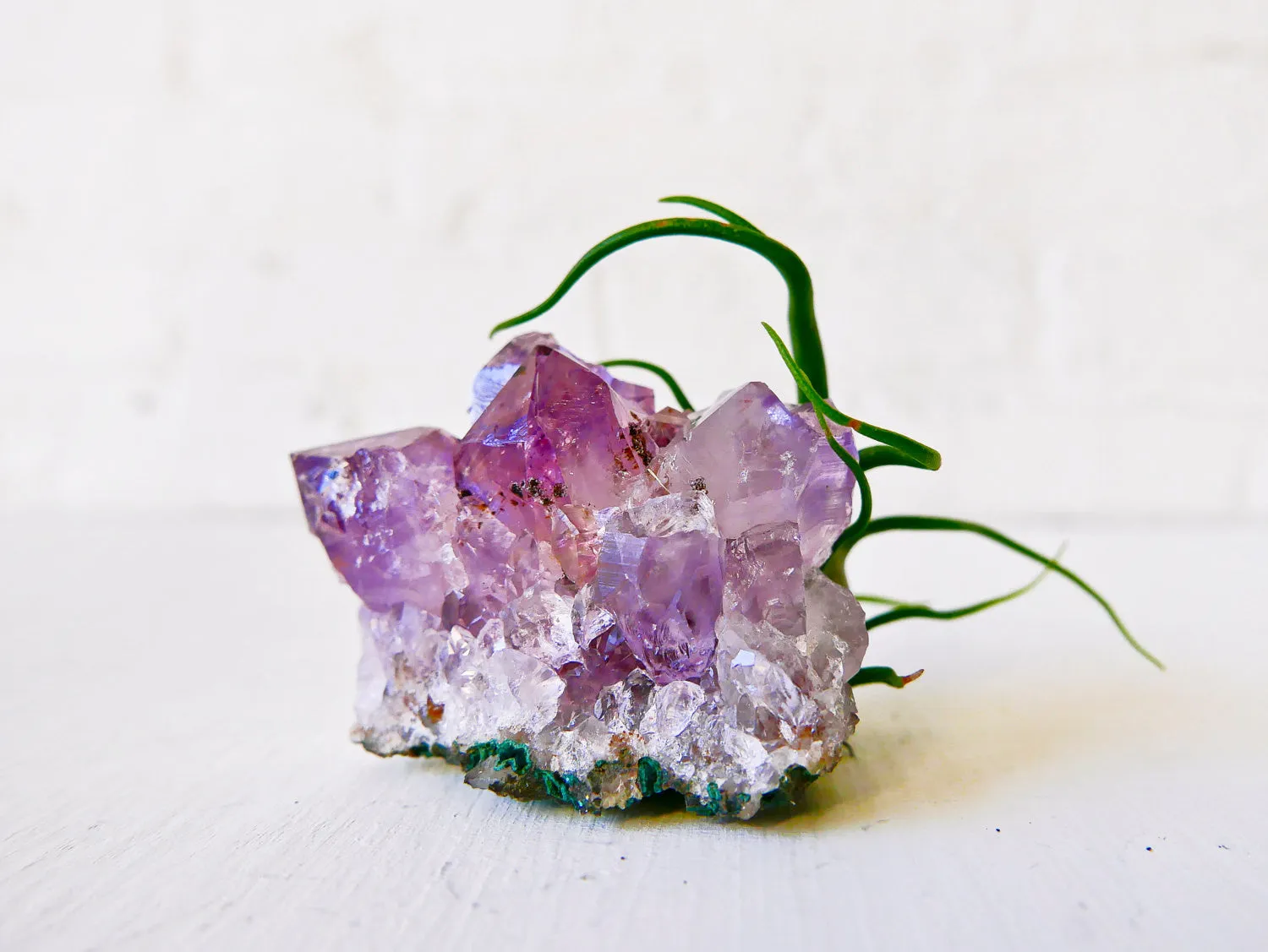 Amethyst Crystal Rock Bulbolsa -  Air Plant Garden