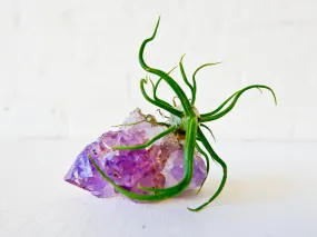 Amethyst Crystal Rock Bulbolsa -  Air Plant Garden