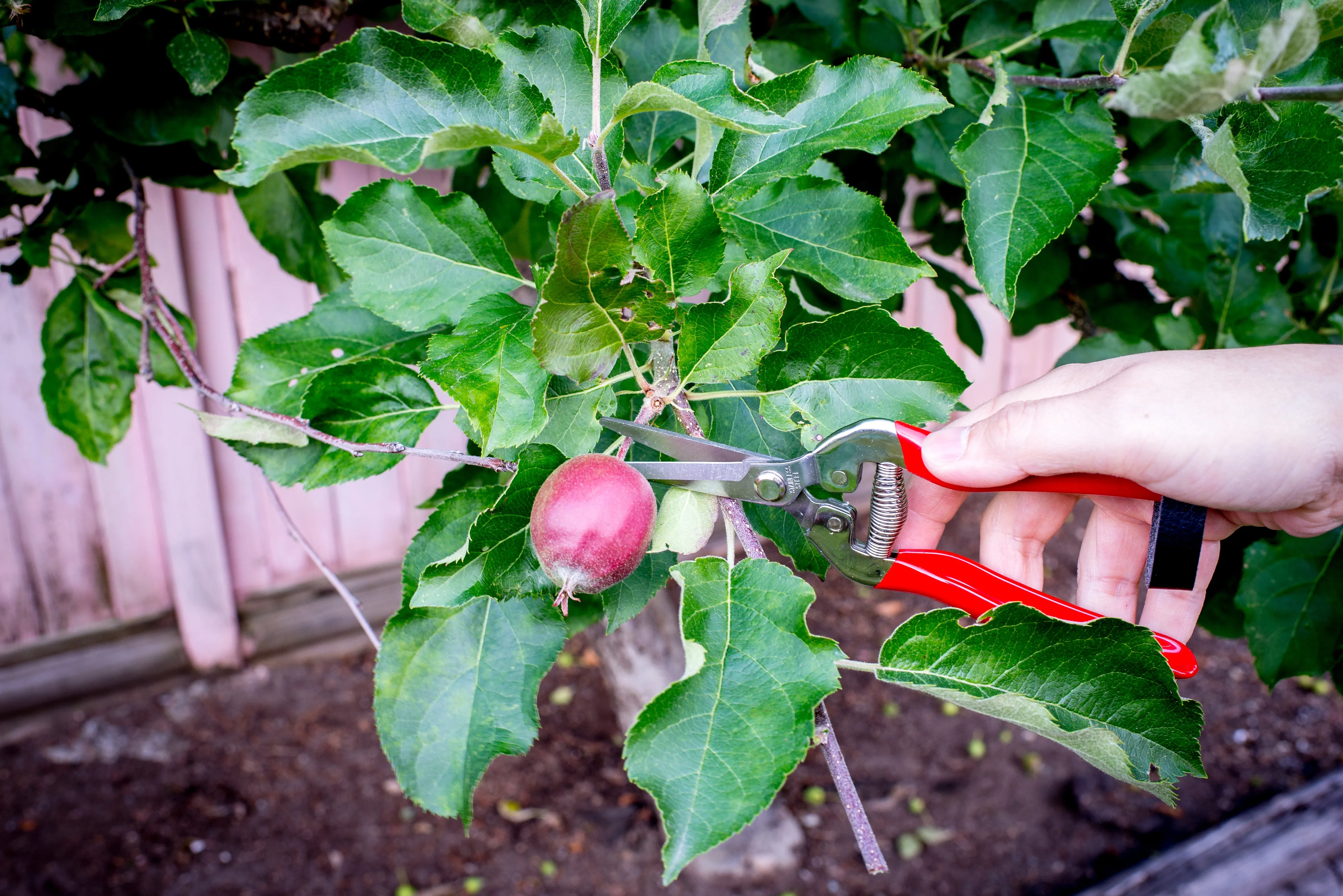 Arius Garden Stainless Steel Pruning Shears