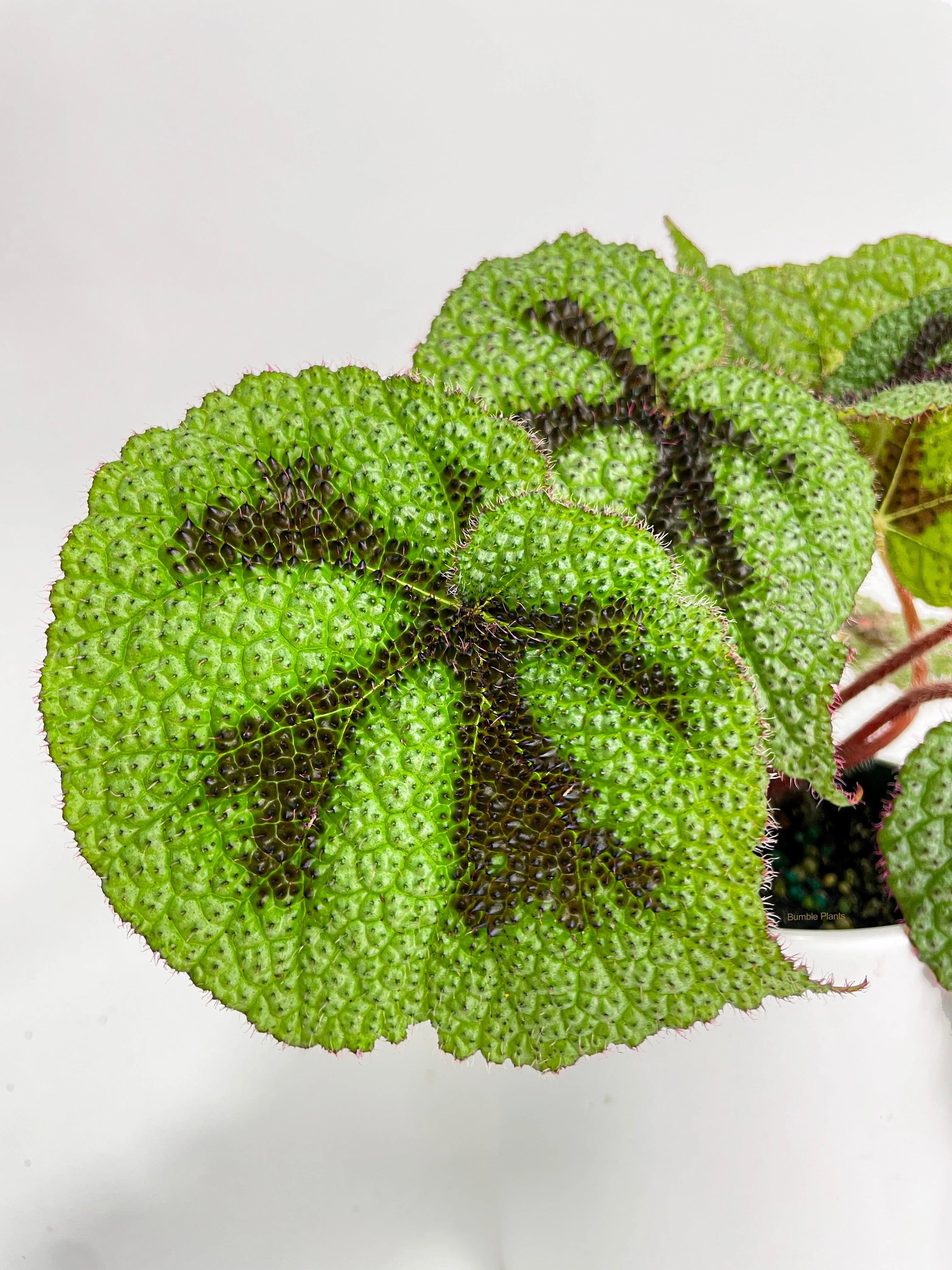 Begonia Masoniana 'Iron Cross'