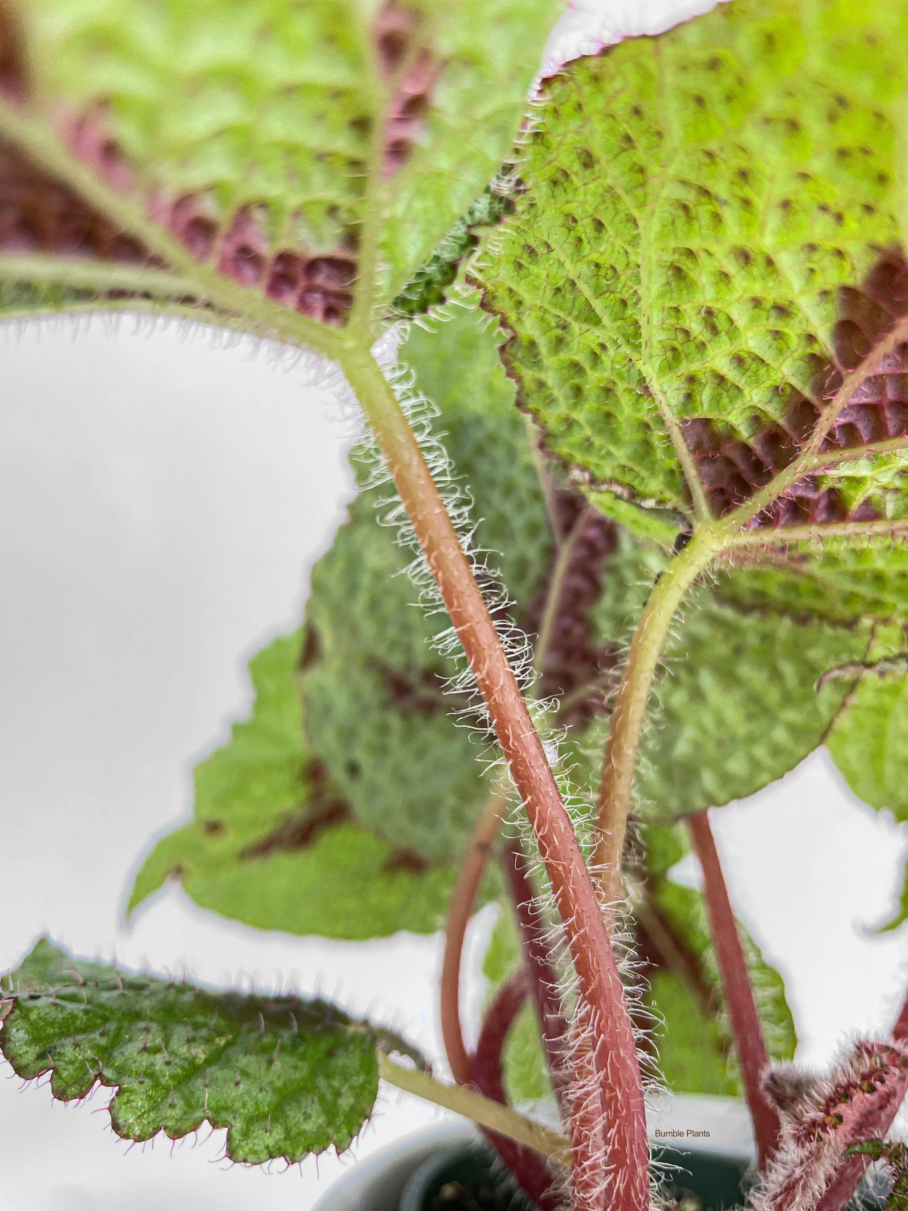 Begonia Masoniana 'Iron Cross'