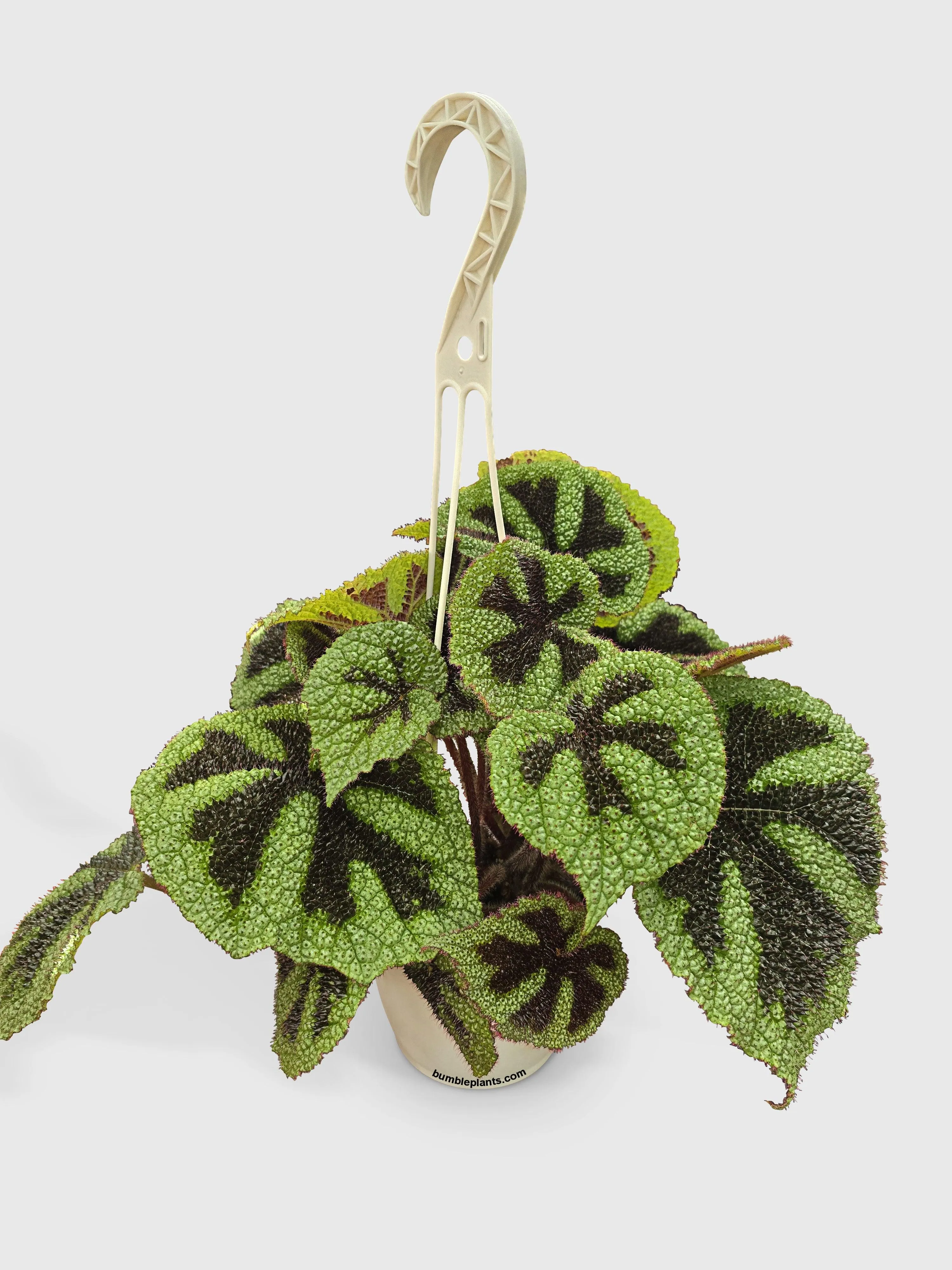 Begonia Masoniana 'Iron Cross'