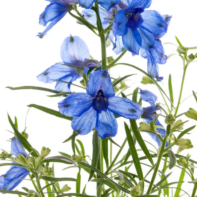 Delphinium Summer Nights