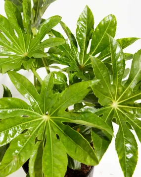 Japanese Aralia 'Fatsia Japonica'