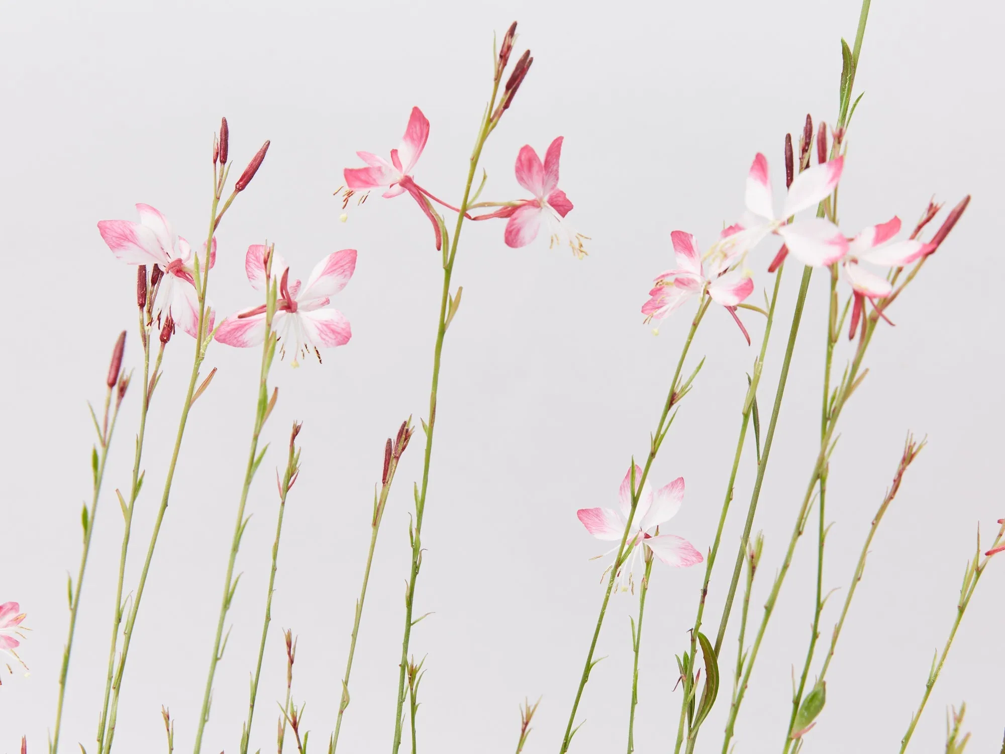 Oenothera (Gaura) lindheimeri Belleza Compact Light Pink