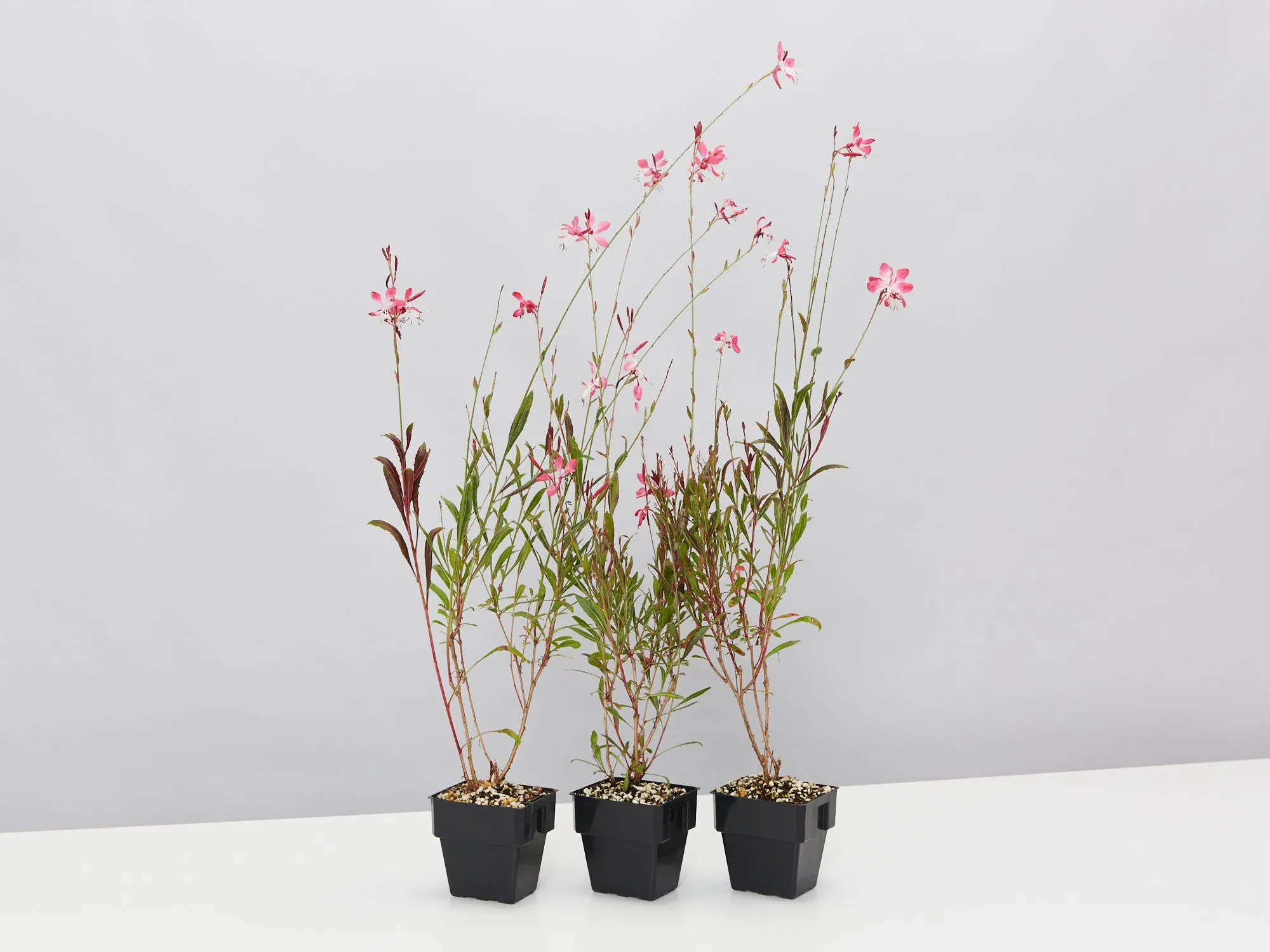 Oenothera (Gaura) lindheimeri Belleza Compact Light Pink