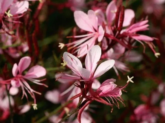 Oenothera (Gaura) lindheimeri Belleza Compact Light Pink